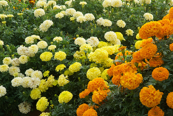 SDS_2391